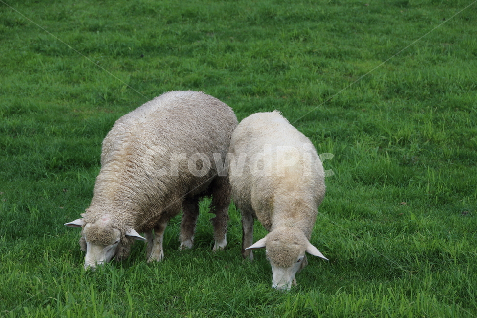 양,초원,목장,동물,풀,목초지,두마리,한쌍,meadow,sheep,farm,근접촬영,animal,grassland,들,방목,가축,동물,animal,포유류,mammal,목축업,목장,livestock farming,ranching,pasture
