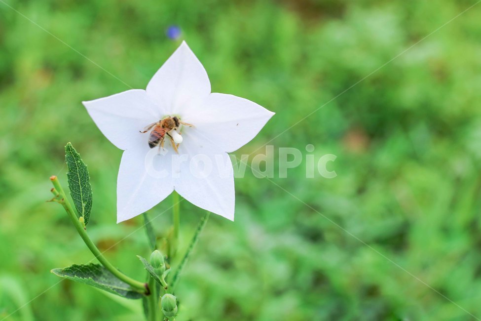 도라지꽃,식물,plant,꿀벌,벌,곤충,별모양,식물,자연,plants,nature,꽃,flower,곤충,벌레,insect,bug
