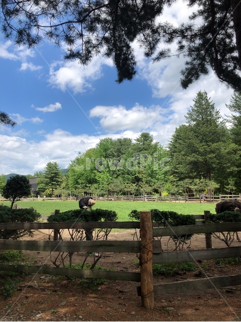 outdoors,옥외,plant,식물,grass,잔디,nature,자연,타조,구름,여름,날씨,자연,풍경,nature,landscape
