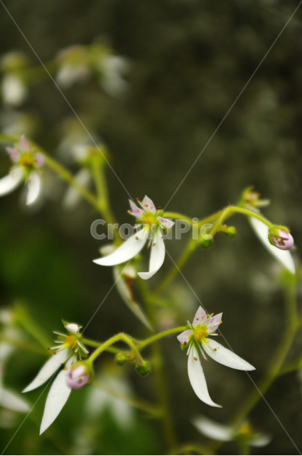 꽃,식물,flower,color,바위취,식물,자연,plants,nature,꽃,flower