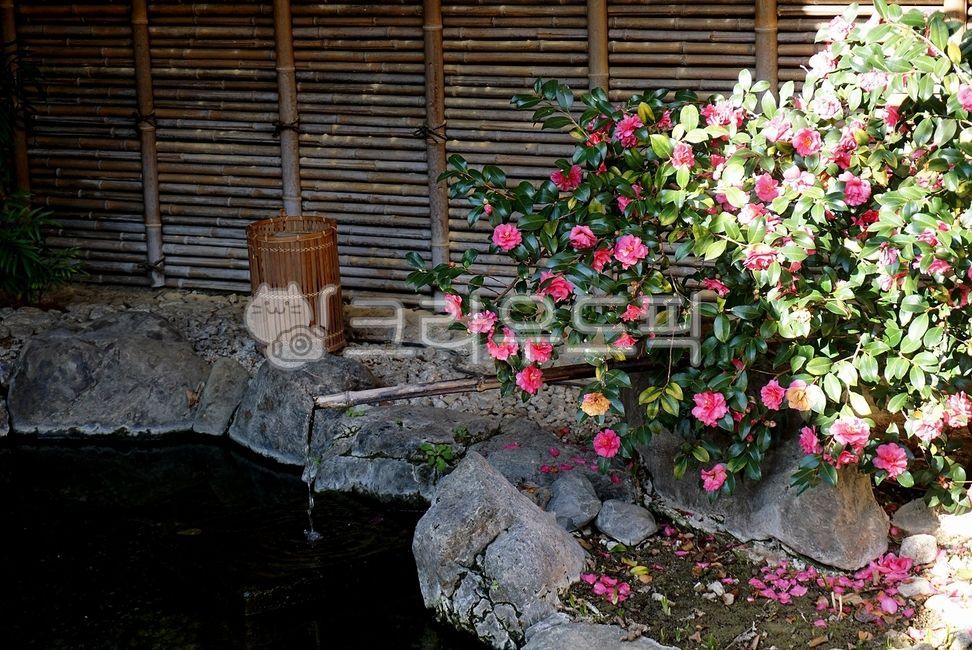 pond,camellia flower,japanese pond,japanese garden,camellia