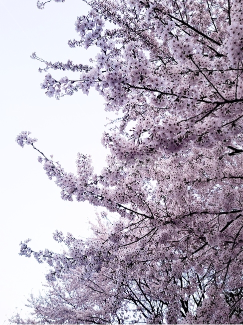 벚꽃,봄,꽃,식물,flower
