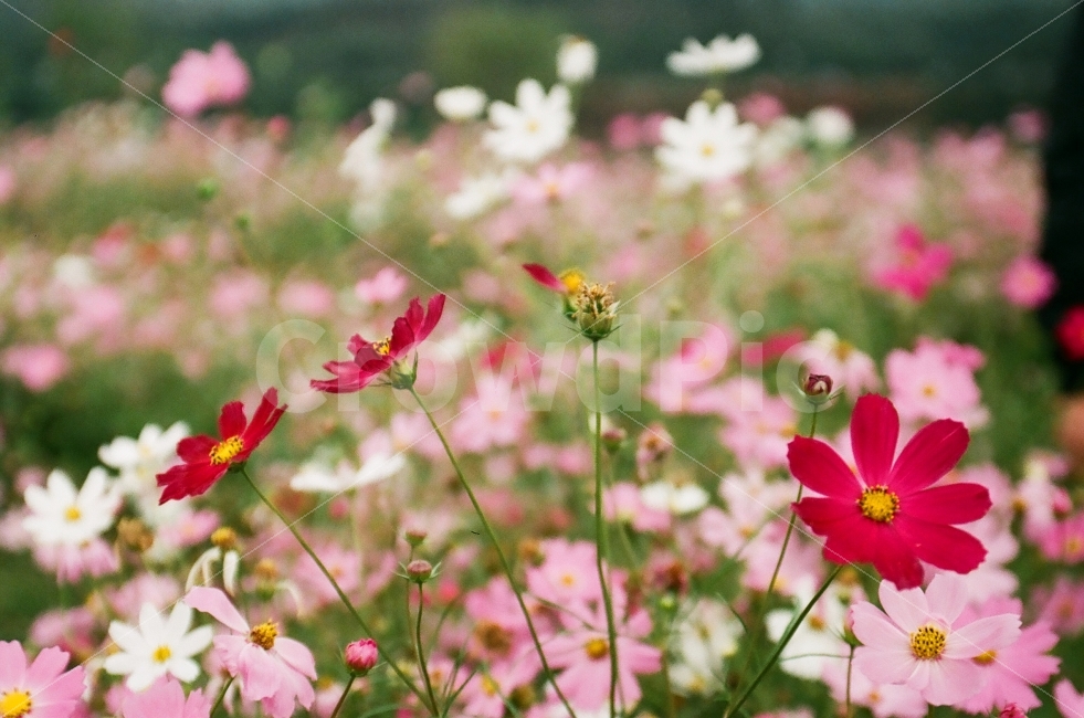 코스모스,꽃,감성,분위기,필름사진,가을,계절,fall,autumn,season,식물,자연,plants,nature,꽃,flower,감성,sensible,feeling,blossom,geranium,제라늄,plant,petal,꽃잎