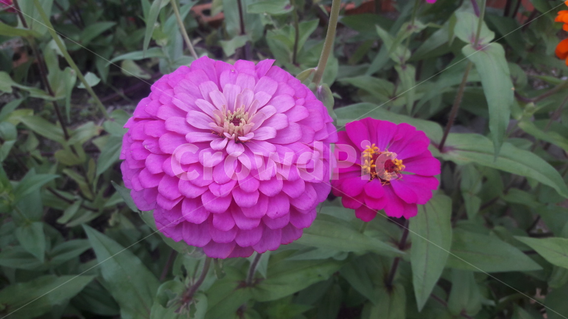 다알리아,핑크꽃,여름꽃,핑크,꽃,식물,자연,plants,nature,꽃,flower