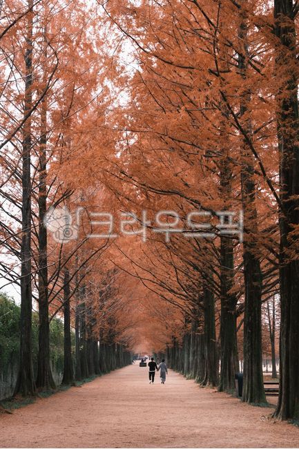 two people,couple,metasequoia,road,person,colonnade,Damyang,Metasequoia Road,autumn,Damyang attractions,walk,Maple,Autumn foliage attractions