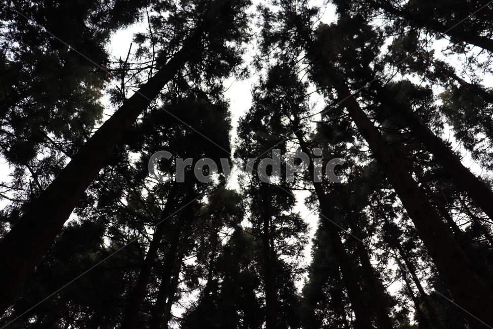 제주도,사려니,숲,역광,감성,자연,풍경,nature,landscape,tree,나무,plant,식물,vegetation,초목