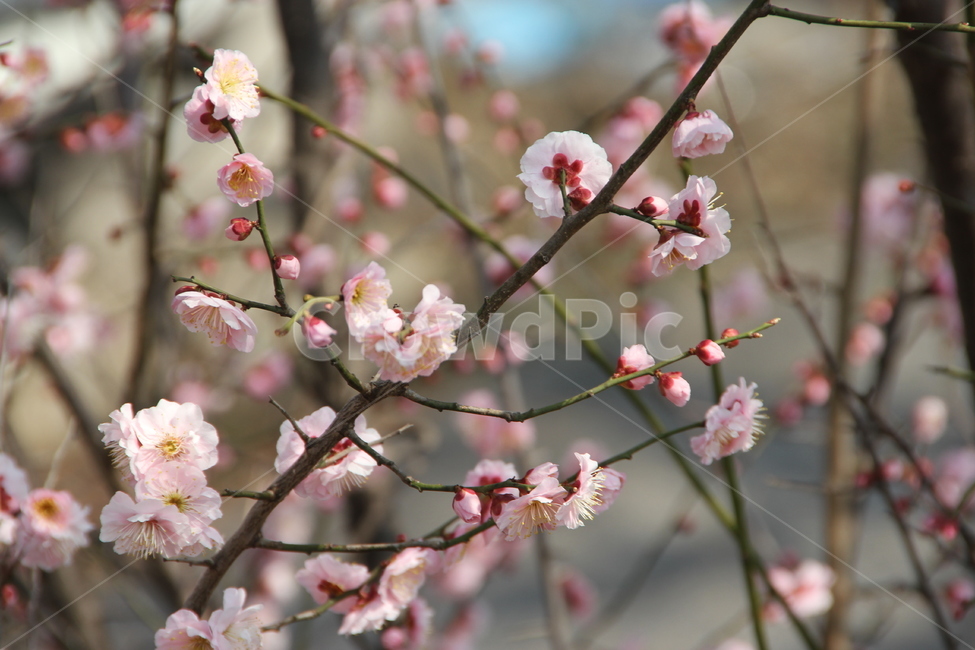 매화꽃,자연,풍경,꽃,매화,식물,자연,plants,nature,꽃,flower