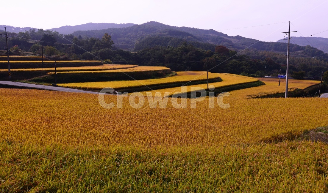 경남,거창,소야마을,농촌,들녁,황금들녁,벼,field,들,outdoors,옥외,nature,자연,경치,풍경,농업,농사,agriculture,farming,farming industry