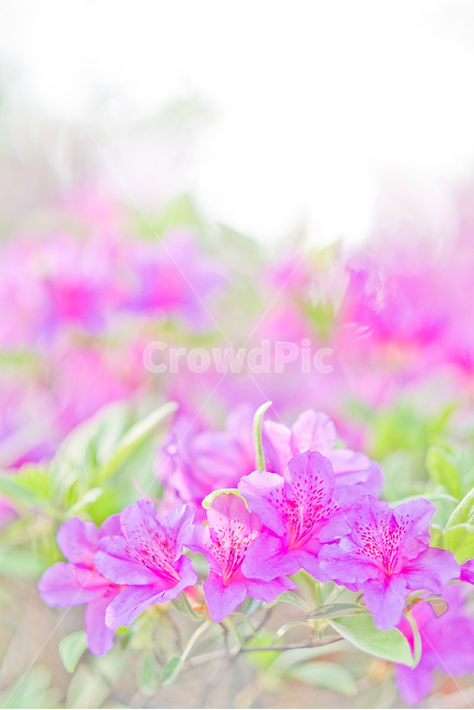 철죽,꽃,봄,접사,아름다움,핑크,봄,계절,spring,season,식물,자연,plants,nature,꽃,flower,geranium,제라늄,blossom,plant