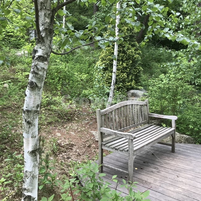 자작나무,벤치,숲속,나무,숲,자연,풍경,nature,landscape