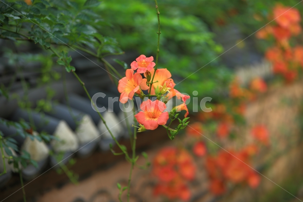 능소화,여름꽃,자연,풍경,접사,식물,자연,plants,nature,꽃,flower