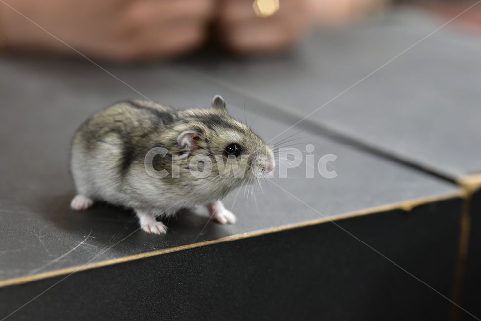 햄스터,동물,애완동물,포유류,펫,귀여움,귀여운,hamsters,mammals,pets,pet,cute,동물,animal,포유류,mammal