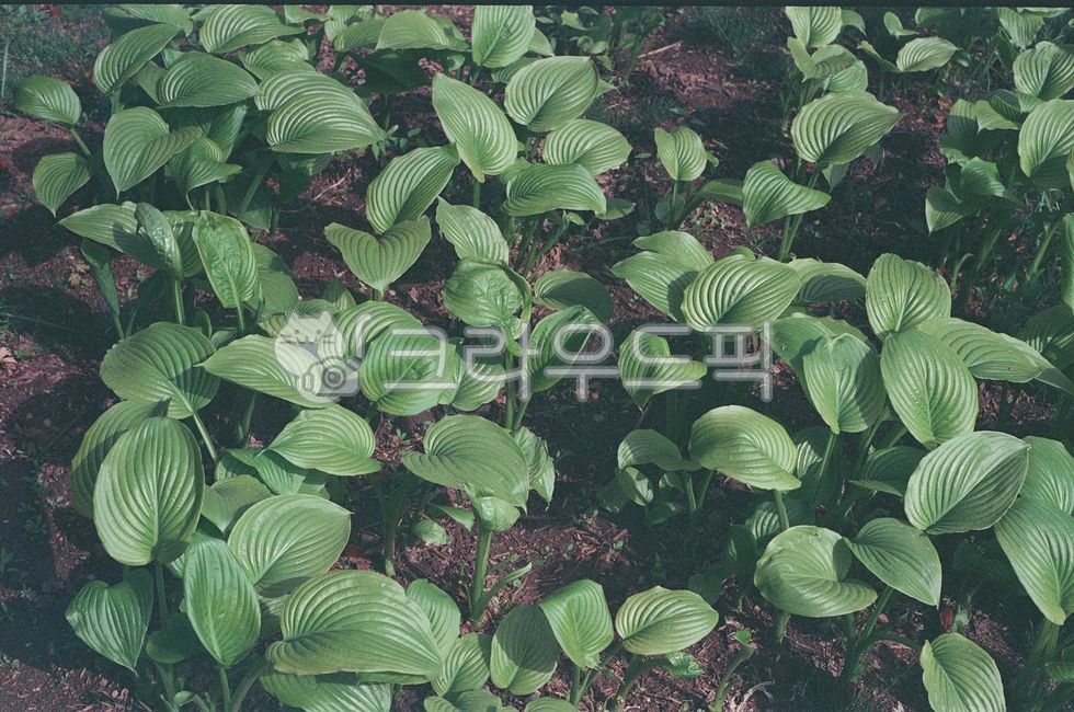 풀, 봄, 잎, 풀잎, 푸릇푸릇, 사진,이미지,일러스트,캘리그라피 - Nconfound_작가