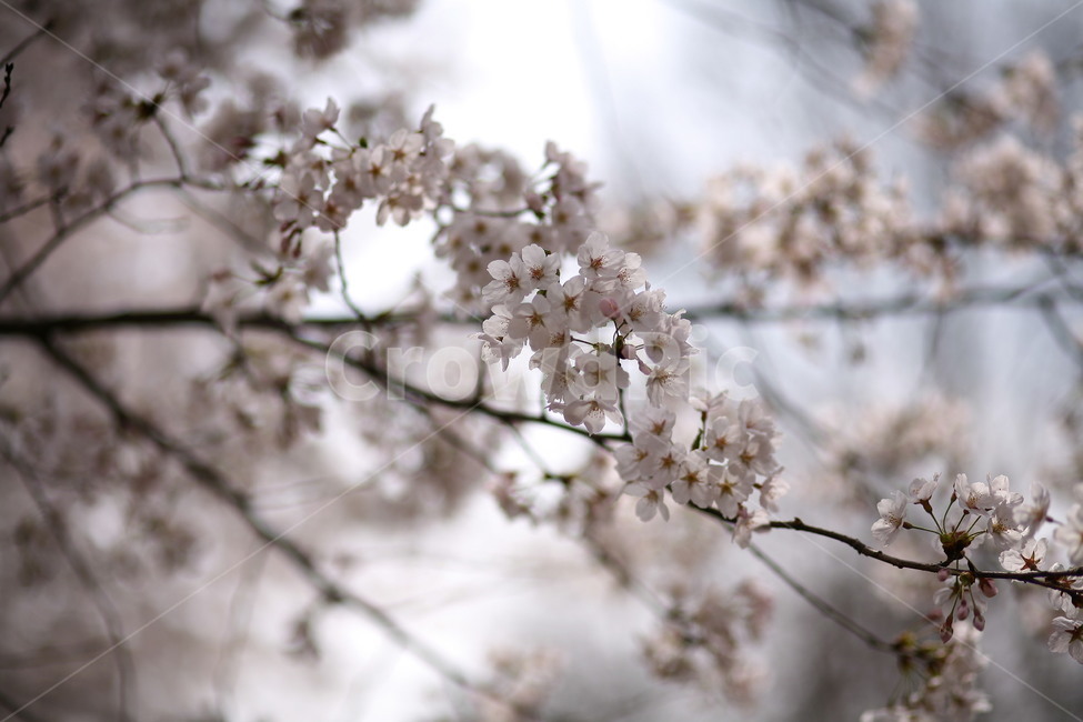 plant,식물,flower,꽃,blossom,벚꽃,봄,식물,자연,plants,nature,꽃,flower