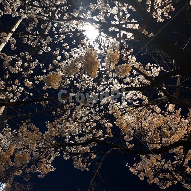 벚꽃,밤벚꽃,밤,풍경,하늘,꽃,봄,계절,spring,season,야경,밤,풍경,nightscape,night,landscape,plant,식물,flower,blossom