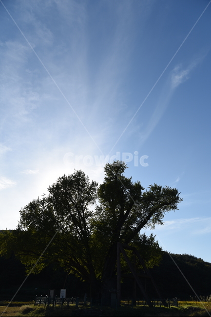 은행나무,구량리,노거수,tree,나무,plant,식물,nature,울산,보호수,식물,자연,plants,nature,나무,trees,wood