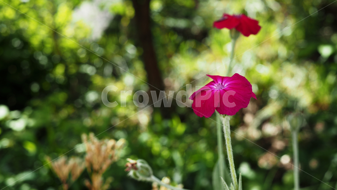 야생화,꽃,핑크색,flower,wildflower