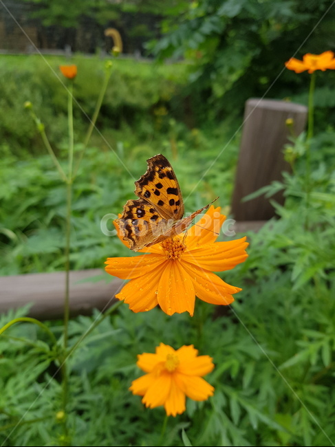 나비,네발나비,남방씨알붐나비,fourfootedbutterfly,butterfly,동물,animal,곤충,벌레,insect,bug