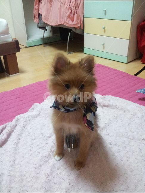 포메라니안,갈색,목도리,cute,검정색,animal,pomeranian,dog,동물,animal,포유류,mammal,개,강아지,dog,doggy