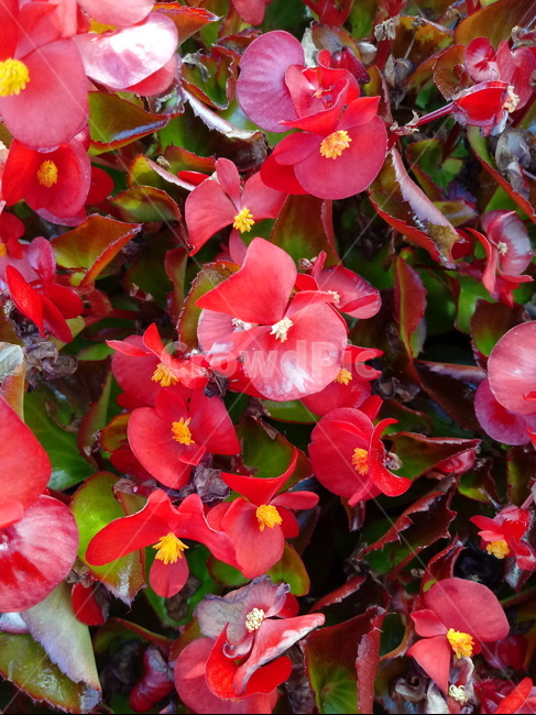 꽃,flower,plant,blossom,식물,제라늄,geranium,식물,자연,plants,nature