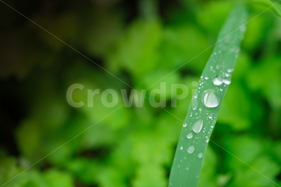 	물방울,물,잎,자연,생명,워터,접사,싱그러움,싱싱,깨끗,녹색,그린,green,감성,감성샷,감성사진,식물,자연,plants,nature