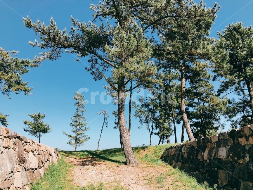 소나무,나무,오르막,진입로,하늘,자연,풍경,nature,landscape,tree,plant,식물,ground,바닥