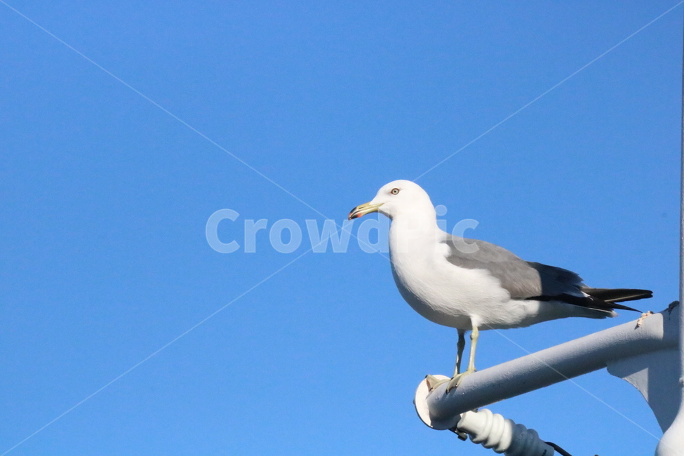 갈매기,바다,새,하늘,동물,동물,animal,조류,새,birds