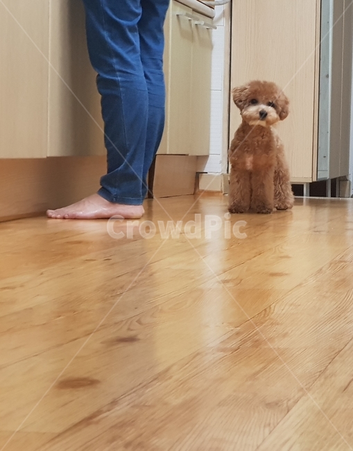 강아지,토이푸들,반려견,가족,기다림
