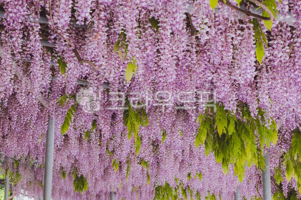 purple flower,rattan,purple,Rattan bench,wisteria flower,flower
