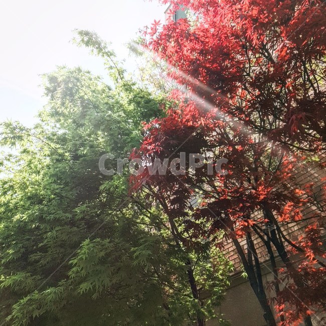 flare,플레어,light,빛,자연,나무,레드,그린,가을,가을,계절,fall,autumn,season,식물,자연,plants,nature,나무,trees,wood