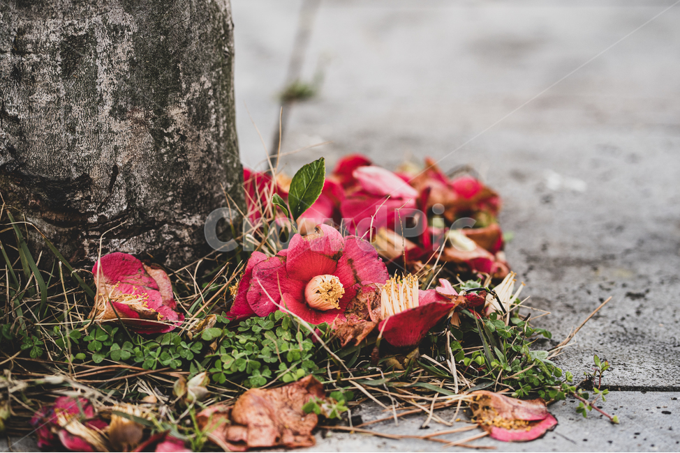 식물,ground,바닥,나무,tree,leaf,잎,plant,동백꽃,배경,감성