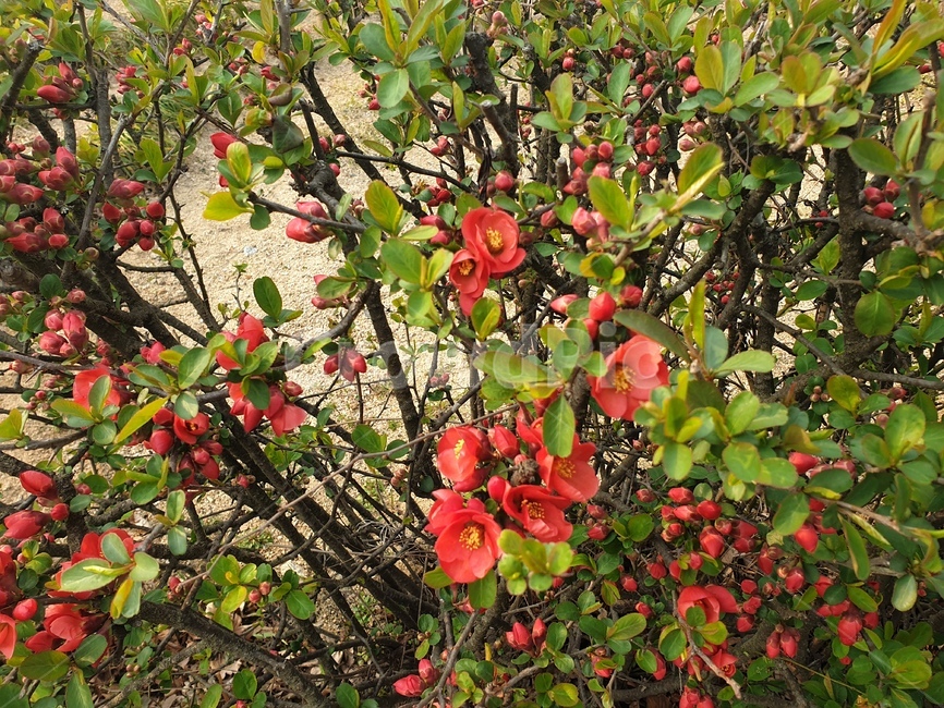 꽃,blossom,명자나무,flower,나무,꽃잎,식물,plant,초목