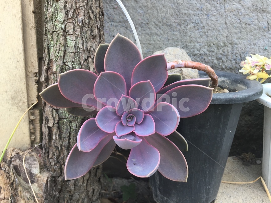 다육이,양로,에케베리아속,돌나물과,관상,꽃,식물,배경,잎,식물,자연,plants,nature,실내용화초,화분,화초,house plant