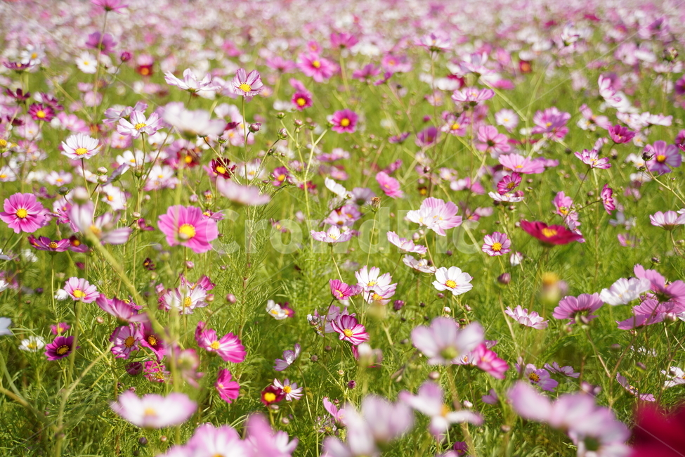 꽃,코스모스,가을꽃,분홍색,가을,가을,계절,fall,autumn,season,식물,자연,plants,nature,꽃,flower,grassland,목초지,outdoors,옥외,field,들,farm,농장,rural,농촌,meadow