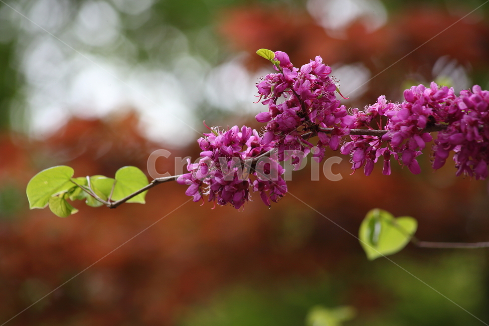 박태기나무,꽃,봄,밥티나무,chineseredbud,CercischinensisBunge