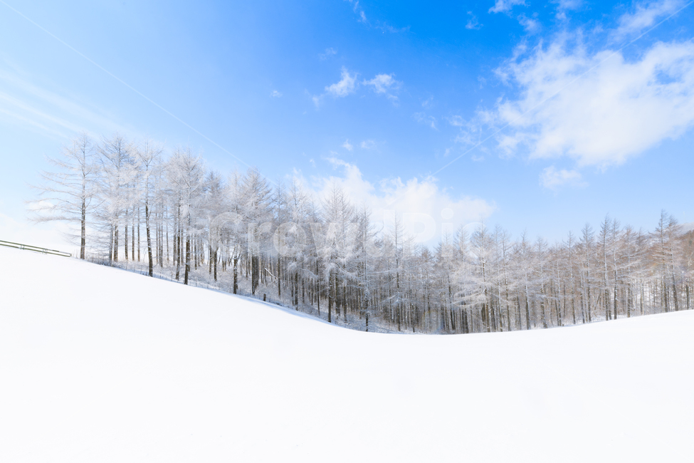눈,하늘,구름,블루,강원도,대한민국,한국,나무,겨울,풍경,snow,sky,cloud,blue,korea,southkorea,tree,winter,양떼목장,삼양목장,cool,freezing,cold,겨울풍경