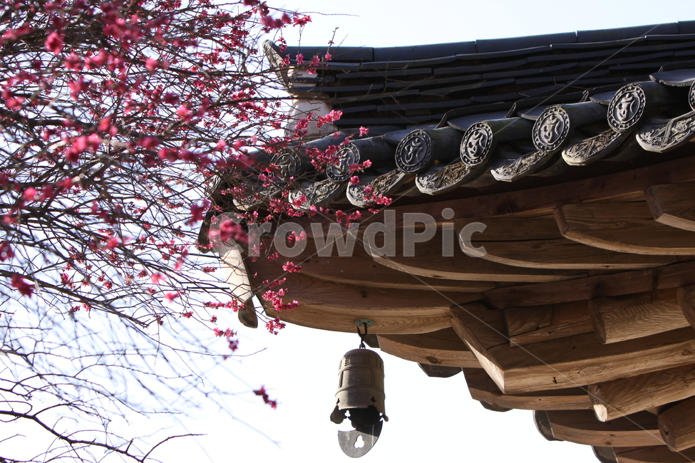 전남,구례,화엄사,흑매,매화꽃,사찰,각황전,4월,꽃,빛,봄,계절,spring,season,한국전통,한국문화,korean traditional,korean culture,식물,자연,plants,nature,꽃,flower,건축물,건물외관,exterior,building,structure,architecture,construction