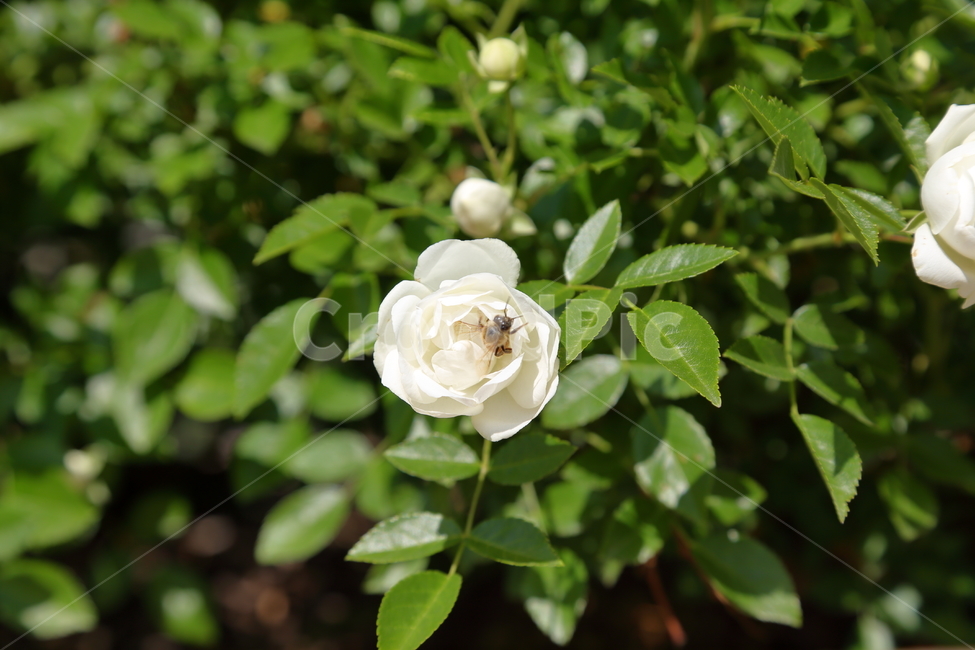 장미,장미꽃,꽃,rose,flower,백장미,하얀장미,5월,6월