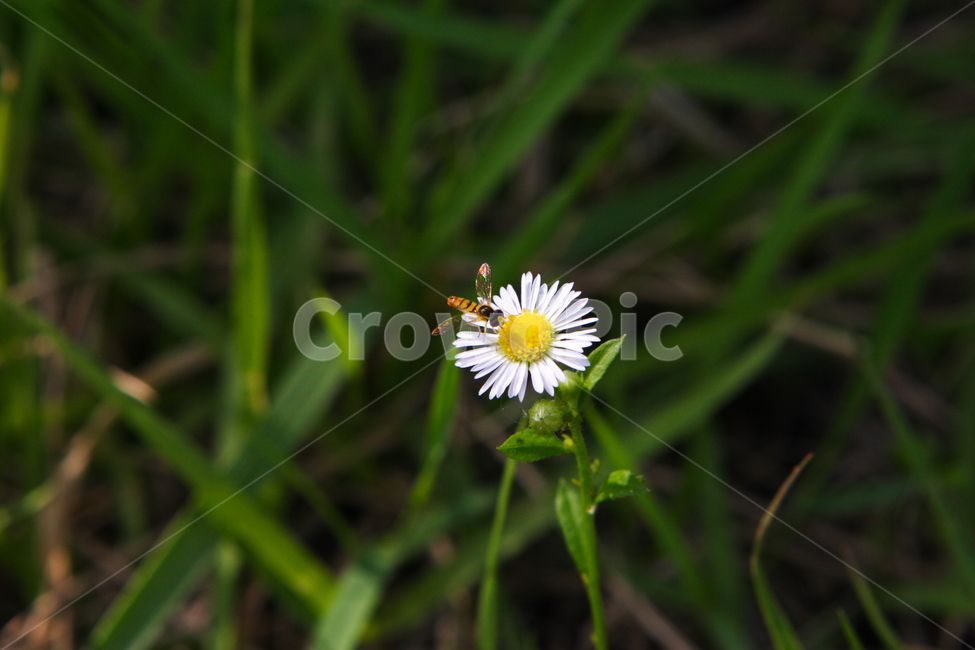 곤충,벌래,벌,파리,풀,식물,자연,plants,nature,꽃,flower
