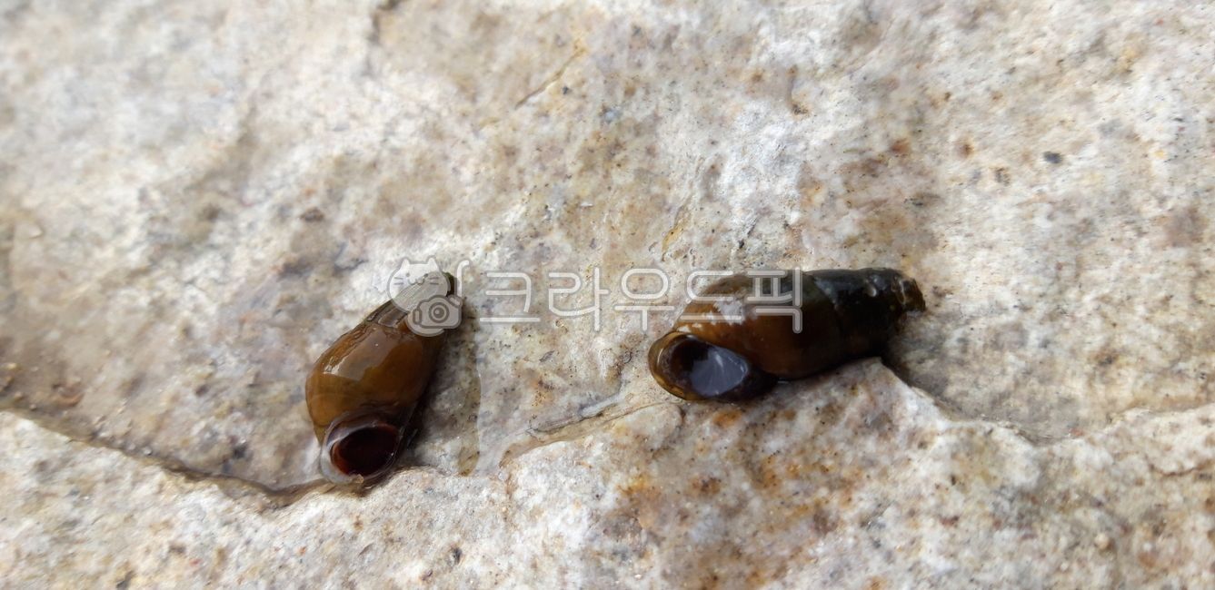 다슬기,올갱이,민물다슬기,여름,생태,고동,민물고동,물속생물,생물,자연생태,어패류,물놀이,무척추동물,바위,자연,돌,냇가,계곡물,물,summer,invertebrate,nature,marshsnail,water,valley,animal,동물
