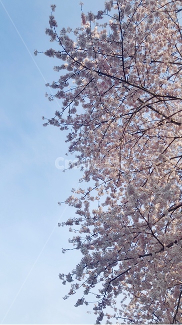벚꽃,봄,분홍색,나무,하늘,봄,계절,spring,season,plant,식물,flower,꽃,blossom,cherry blossom