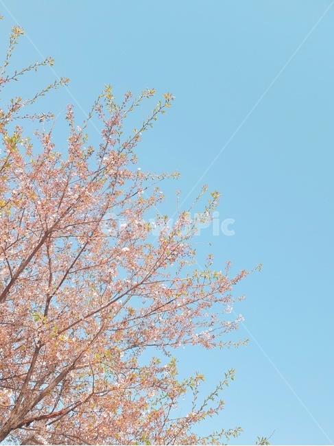 벚꽃,cherryblossom,꽃,flower,blossom,plant,식물,꽃나무,하늘,벚꽃나무,봄하늘,봄날씨,봄,봄나무,새싹,새싹나무,나무