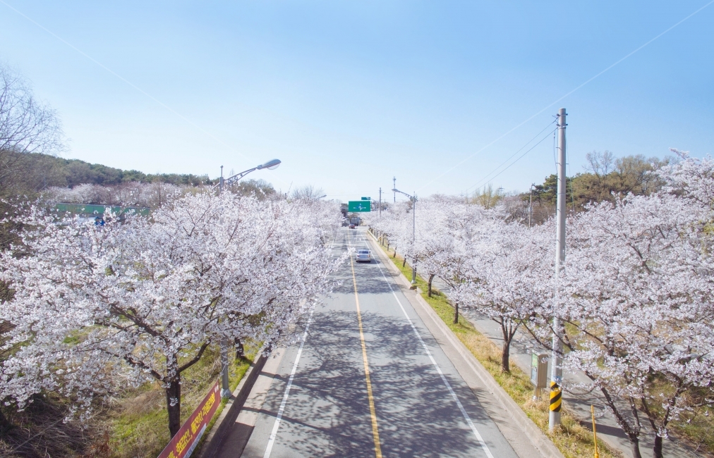 벚꽃,벚꽃길,봄,봄날,도로,드론,항공촬영,블라썸,봄,계절,spring,season,자연,풍경,nature,landscape,교통,교통수단,traffic,transportation,plant,식물,blossom,꽃,flower,cherry blossom