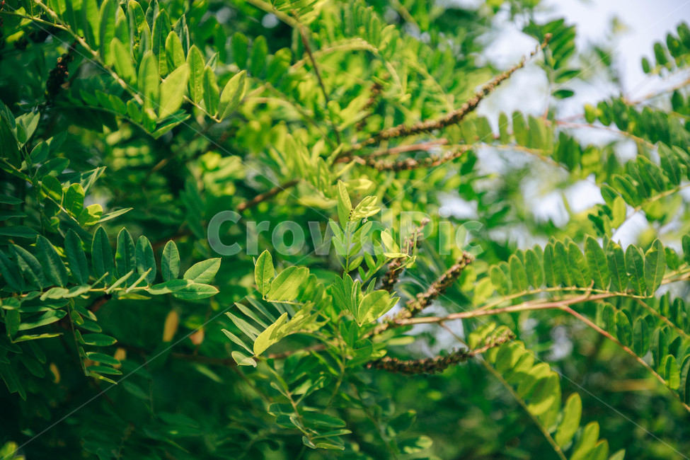 초록,풀,자연,여름,싱그러움,연두,햇살,햇볕,식물,자연,plants,nature,비,비오는날,rain,rainy