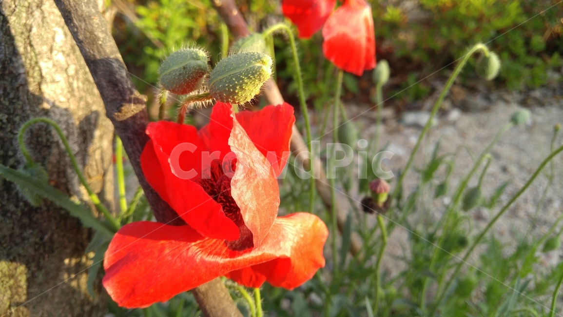 꽃,붉은꽃,붉은색,식물,녹색,갈색,배경,감성,계절,flower,redflowers,red,plants,green,brown,background,emotional,season