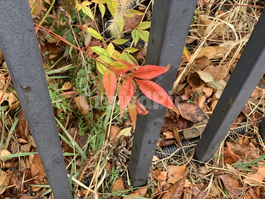 leaf,잎,plant,식물,자연