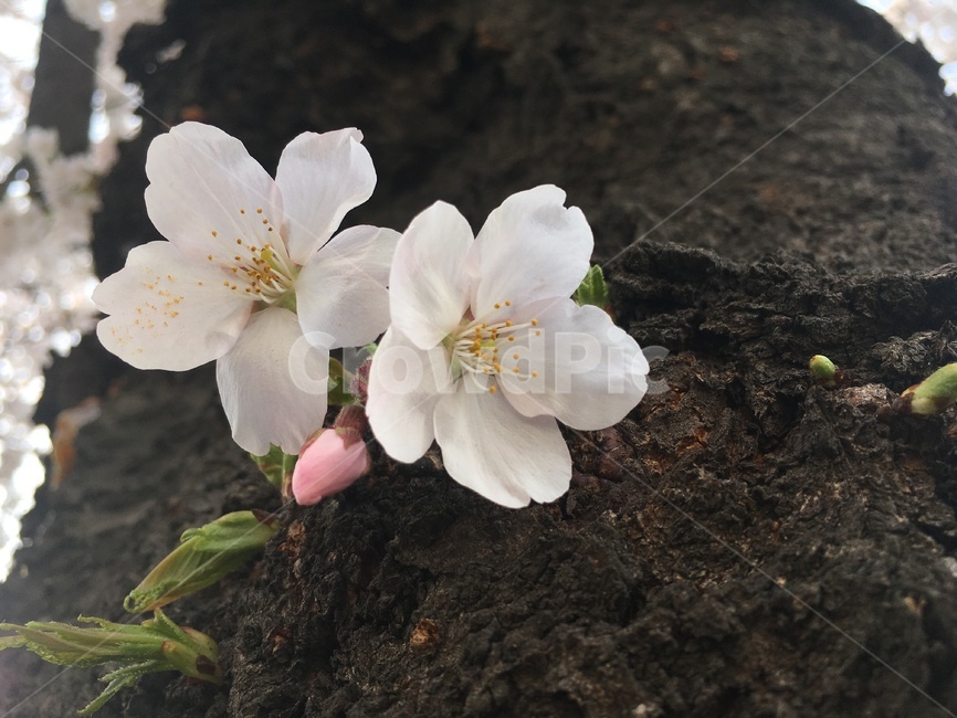 벚꽃,봄,꽃,벚나무,봄꽃,계절,나무,식물,자연,cherryblossom,spring,season,nature,tree,plant