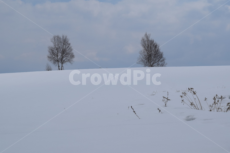 일본,홋카이도,비에이,겨울,눈,풍경,나무,일본사진,일본여행,일본풍경,japan,hokkaido,biei,snow,tree,겨울,계절,winter,season,자연,풍경,nature,landscape,outdoors,옥외,weather,날씨