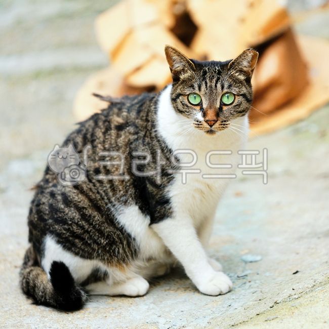 Meow,wild animals,Pets,pet cat,stray cat,mammal,cat,animal,mammalia,pet