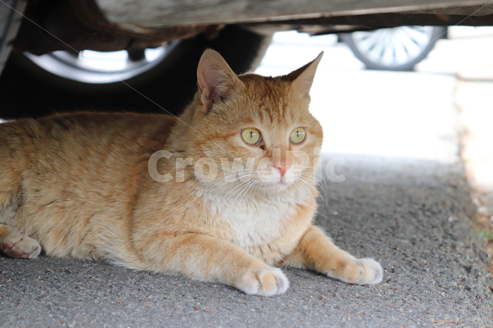 cat,고양이,동물,animal,길냥이,pet,고양이측면,노랭이,노랑이,동물,animal,포유류,mammal,고양이,cat,kitten,kitty
